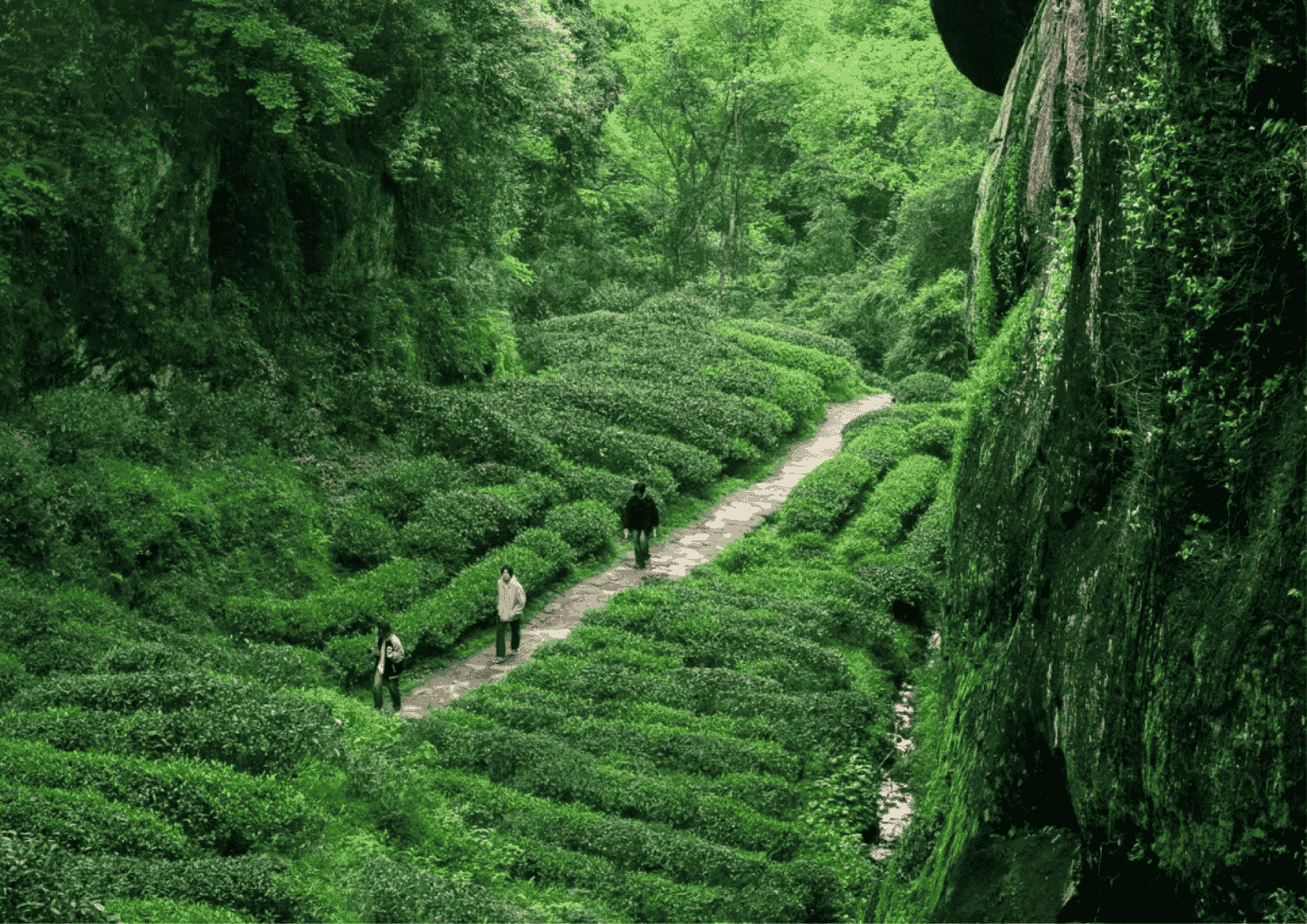 เที่ยวอู่อีซาน ต้นกำเนิดชาต้าหงเผา แหล่งมรดกโลก UNESCO ที่คนไทยยังไม่รู้จัก